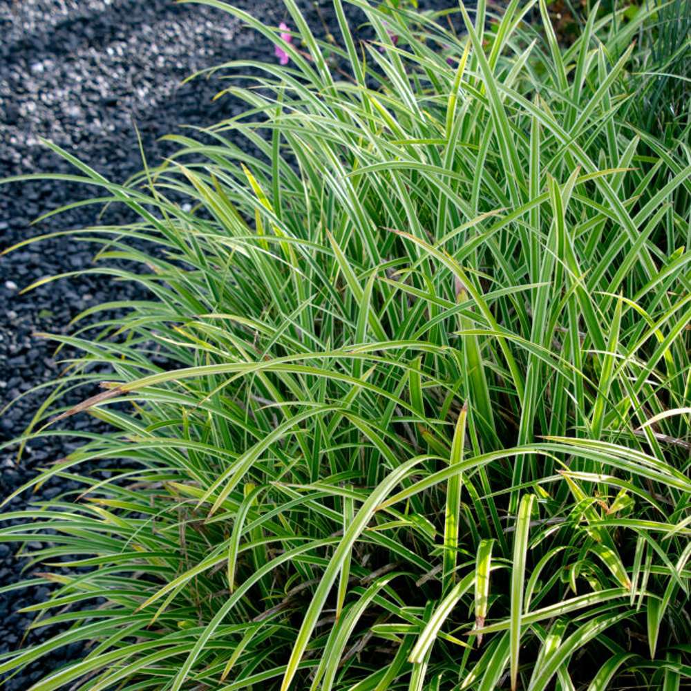 Japansk star 'Ice Dance' (Carex morrowii)